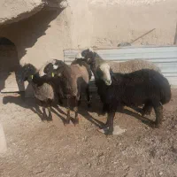 گوسفند ماده برای قربانی جوان وشیشک