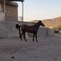 فروش کره اسب مادیان سن ۲ سال نیم نژاد درشور|اسب و تجهیزات اسبسواری|ملایر, |دیوار