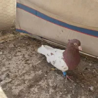 نروماده کله ای سرخ و طلایی|پرنده|لنجان, |دیوار