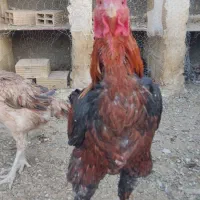 دو عدد خروس و سه عدد مرغ به همراه دو عدد جوجه مرغ|حیوانات مزرعه|زاهدان, |دیوار