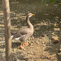 بوقلمون نر غاز ماده