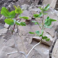 دوربین دو چشمی