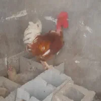 خروس|حیوانات مزرعه|شوشتر, |دیوار