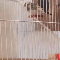 فنج نرگسی جفت|پرنده|مشهد, بهاران|دیوار