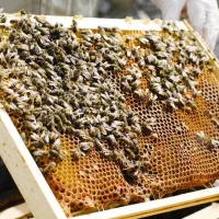 فروش تعدادی کلنی زنبور عسل