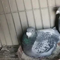 کبوتر مسافتی و پلاکی|پرنده|اصفهان, عمان سامانی|دیوار