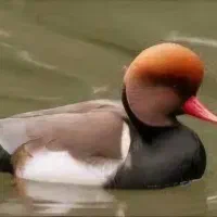 فروش اردک زیبای سر قرمز تاج