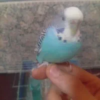 مرغ عشق مولد اینگلیسی دستی|پرنده|قدس, شهر‌قدس|دیوار