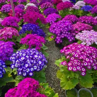 انواع گلدان نوروز پنجشنبه آخر سال