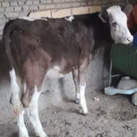 گوساله سمینتال آلمانی گاو|حیوانات مزرعه|اهواز, کوی ملی راه|دیوار