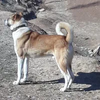 واگذاری سگ|سگ|بستان آباد, |دیوار