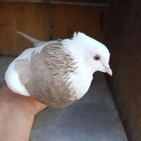 طوقی ماده|پرنده|ملارد, |دیوار