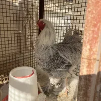 خروس برهما بارد یا کوکو