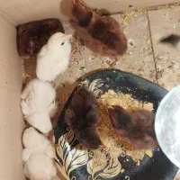 ده تا جوجه‌لاری نسل خوب  بفروش میرسد