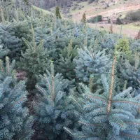 خرید و فروش انواع نهال کاج نوئل ابی ابی اس|خدمات باغبانی و درختکاری|کلاردشت, |دیوار