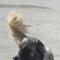 سگ گله