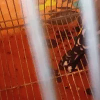 فرش یک عدد سهر سپیدان جوجه پارسال گل تکمیل|پرنده|سپیدان, |دیوار