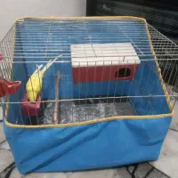یک  مرغ عشق یک عروس هلندی یک فوتبال دستی