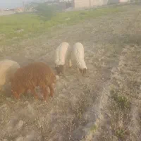 گوسفند