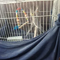 یک جفت عروس هلندی نر و ماده