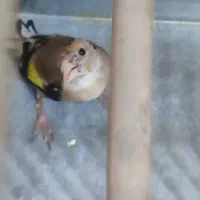 ۲ عدد سهره|پرنده|بندرعباس, |دیوار