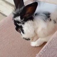 حیوان خانگی خرگوش