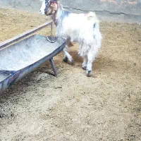 بزغاله|حیوانات مزرعه|فریمان, |دیوار