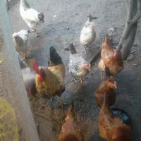 مرغ  و خروس