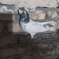 کبوتر