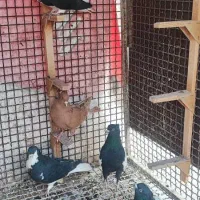 کبوتر شهری|پرنده|بندرعباس, |دیوار