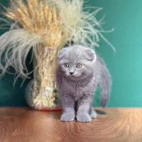 گربه فولد نر