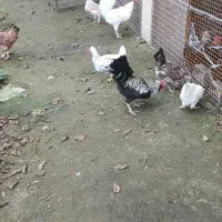 مرغ گلین|حیوانات مزرعه|چابکسر, |دیوار