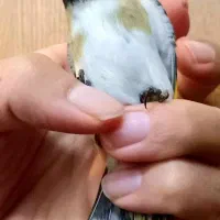 سهره عتیقه نشون دار چهارگل مست بخون شلاقی قناری|پرنده|مشهد, نوید|دیوار