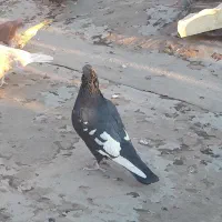 چندعددکبوتر