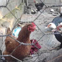 فروش مرغ با اردک اسرائیلی