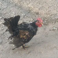 مرغ و خروس مینیاتوری سیبرایت
