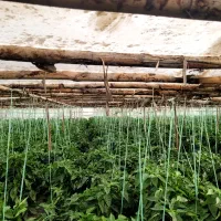 فروش گلخانه|مصالح و تجهیزات ساختمان|ابریشم, |دیوار