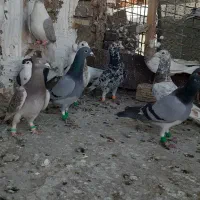 کبوتر سرور دورگ سار هفت رنگ