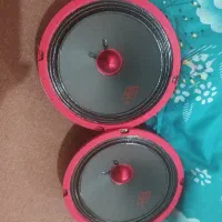 یه جفت میدرنج ۶ کیو اس