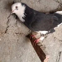 کبوتر پرشی عالی