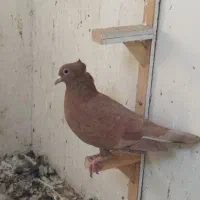 ساده و سرخ کرمونی|پرنده|مشهد, رده|دیوار