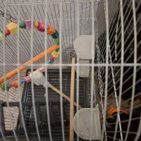 قفس پرنده 90cm×45cm|لوازم جانبی حیوانات|تهران, جوادیه تهرانپارس|دیوار