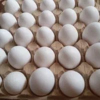 تخم مرغ صددرصد ارگانیک شانه ای ۳۰۰