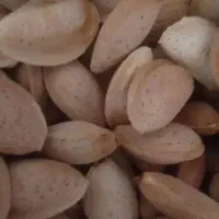 خرید فروش بادام مامای،سنگی،نقدی