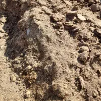 کودگوسفندی