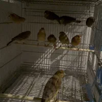 قناری اوپال|پرنده|اسلام‌شهر, شهرک قائمیه|دیوار