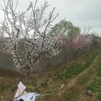 زمین کشاورزی(۹هکتار)|فروش زمین و ملک کلنگی|اسلام‌شهر, کاشانک|دیوار