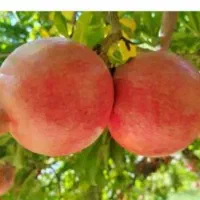 فروش انار رباب در جه یک درشت