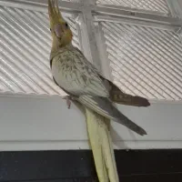 عروس هلندی سخنگو|پرنده|تهران, سبلان (لشگر)|دیوار