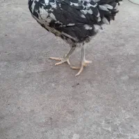 خروس و مرغ